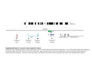 Supplemental Figure 1: Genomic region targeted in lemurs