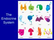 The Endocrine System