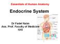 Essentials of Human Anatomy Endocrine System PowerPoint PPT Presentation