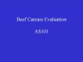 Beef Carcass Evaluation AS101 PowerPoint PPT Presentation