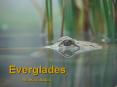 Everglades PowerPoint PPT Presentation