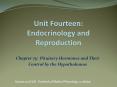 Unit Fourteen: Endocrinology and Reproduction PowerPoint PPT Presentation