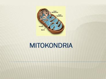 MITOKONDRIA