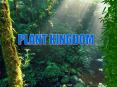 PLANT KINGDOM PowerPoint PPT Presentation