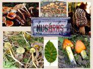 Fungal Characteristics