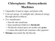 Chloroplasts: Photosynthesis Machines
