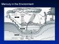 Mercury in the Environment PowerPoint PPT Presentation