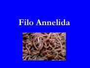 Filo Annelida
