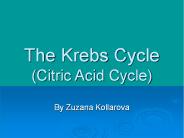 The Krebs Cycle (Citric Acid Cycle)