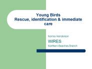 Young Birds Rescue, identification