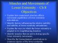 Muscles and Movements of Lower Extremity  PowerPoint PPT Presentation