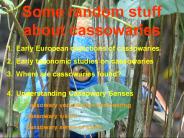 Cassowaries in the New Guinea rainforests