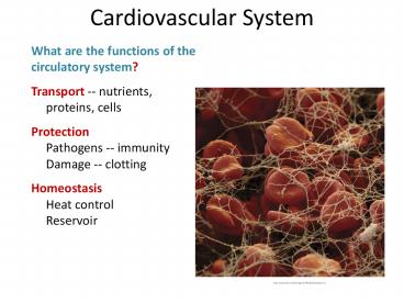 What are the functions of the circulatory system?