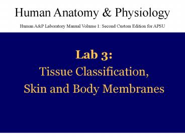 Lab 3: Tissue Classification, Skin and Body Membranes