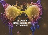 Chapter 9: Genes, Mitosis, and Cytokinesis