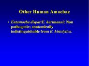 Other Human Amoebae