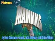 MAMMALS