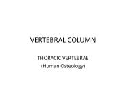 VERTEBRAL COLUMN