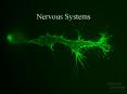 Nervous Systems PowerPoint PPT Presentation