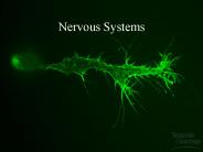 Nervous Systems