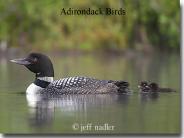 Adirondack Birds