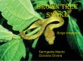 Brown Tree Snake PowerPoint PPT Presentation