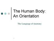 The Human Body: An Orientation