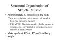 Structural Organization of Skeletal Muscle PowerPoint PPT Presentation