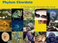 Phylum Chordata PowerPoint PPT Presentation
