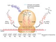 BIOLOG