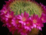Flores y espinas