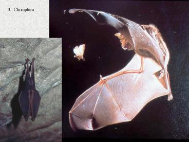 3. Chiroptera