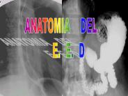 ANATOMIA  DEL