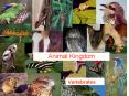Animal Kingdom PowerPoint PPT Presentation