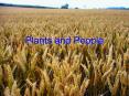 Plants and People PowerPoint PPT Presentation