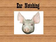 Ear Notching