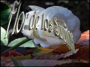 Flor de los sue