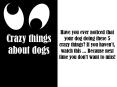 Crazy things about dogs PowerPoint PPT Presentation