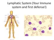 Lymphatic System (Your Immune system and first defense!)