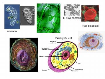 presentation player overlay