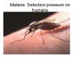 Malaria: Selection pressure on humans PowerPoint PPT Presentation