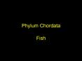 Phylum Chordata PowerPoint PPT Presentation