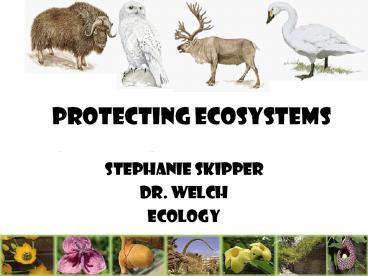 presentation player overlay