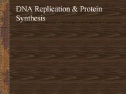 DNA Replication