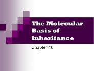 The Molecular Basis of Inheritance