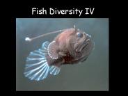 Fish Diversity IV