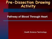 Pre-Dissection Drawing Activity
