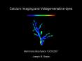 Calcium Imaging and Voltage-sensitive dyes PowerPoint PPT Presentation