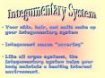 Your skin, hair, and nails make up your integumentary system PowerPoint PPT Presentation