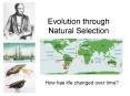 Evolution through Natural Selection PowerPoint PPT Presentation